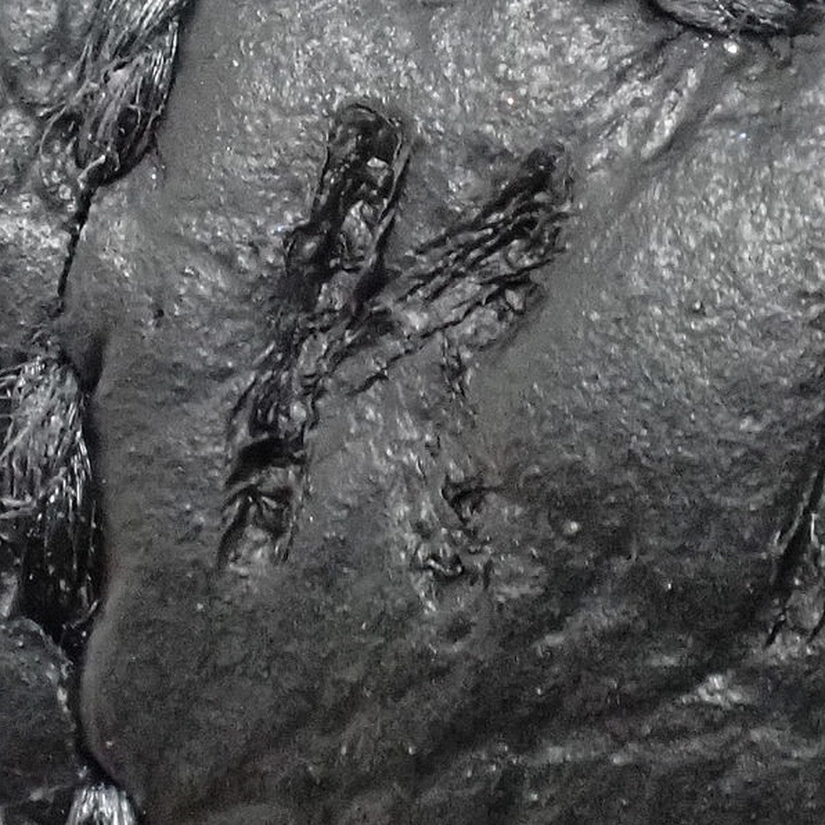 【新品】エブリン アマゾンTPM K刻印 エヴリン トリヨンクレマンス