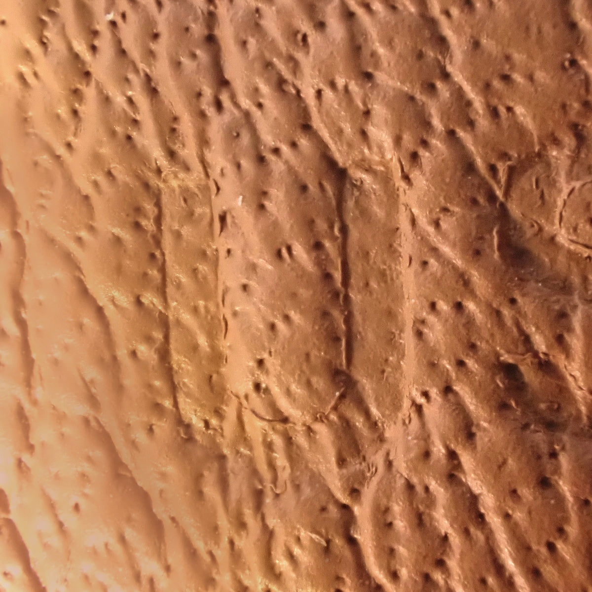 【未使用】Shadow Birkin 25 Swift 钯金扣 金色 银色扣 U刻印