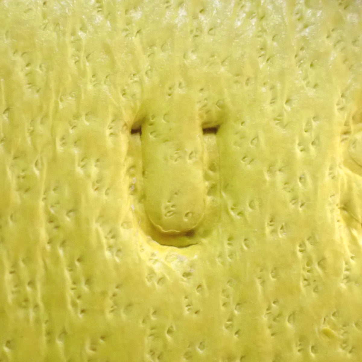 Rodeo Charm PM Anjo Milo Kure Chai Lime U Stamp