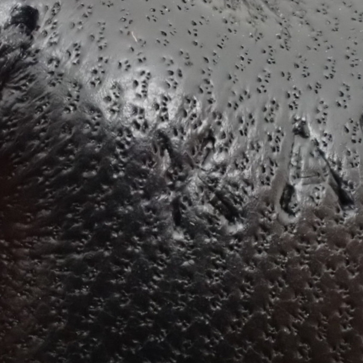 Rodeo Robeo Cool PM K Stamp Anjo Milo Swift Etoupe Clé 黑色