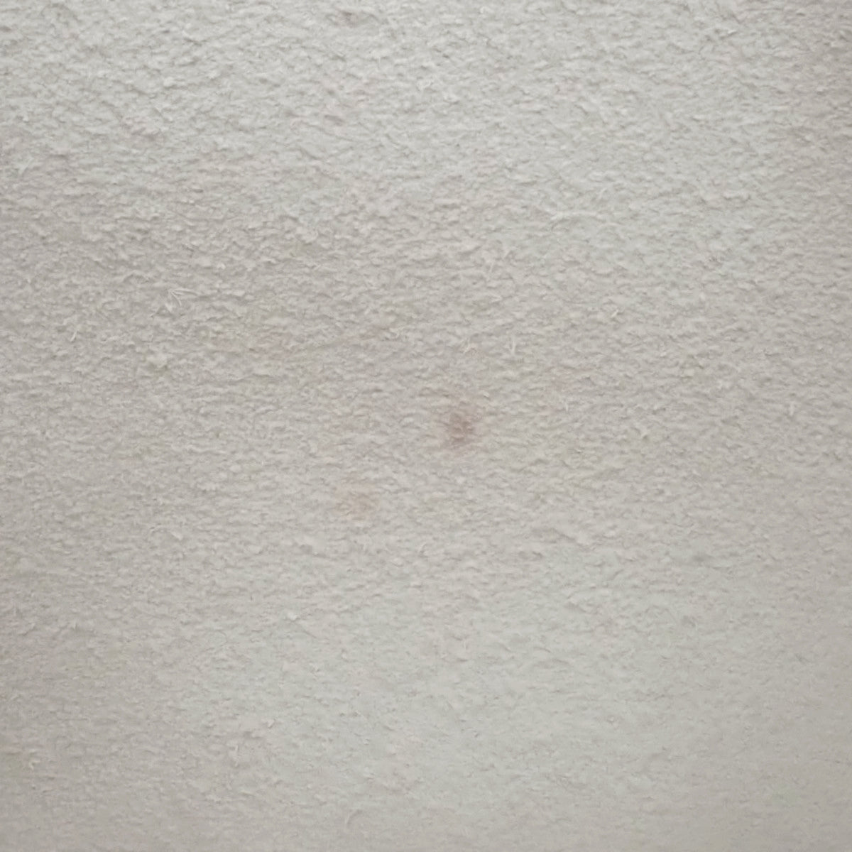 ピコタンロックPM ラッキーデイジー スイフト ナタ ヴェール シルバー金具 U刻印