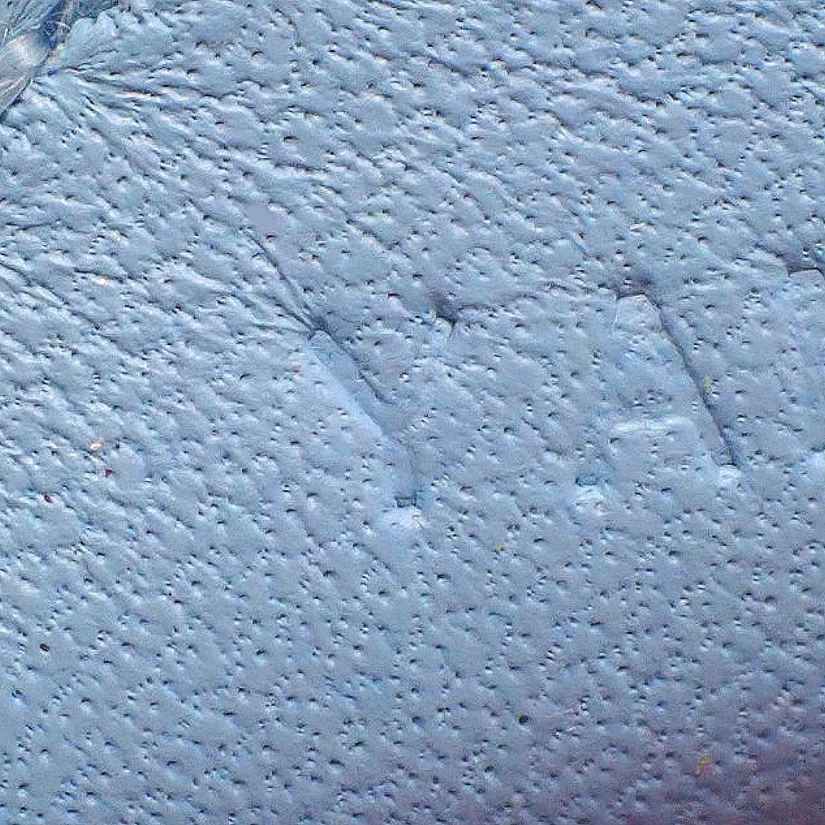 ロデオチャームPM アニョーミロ アネモネ クラフト セレスト Y刻印