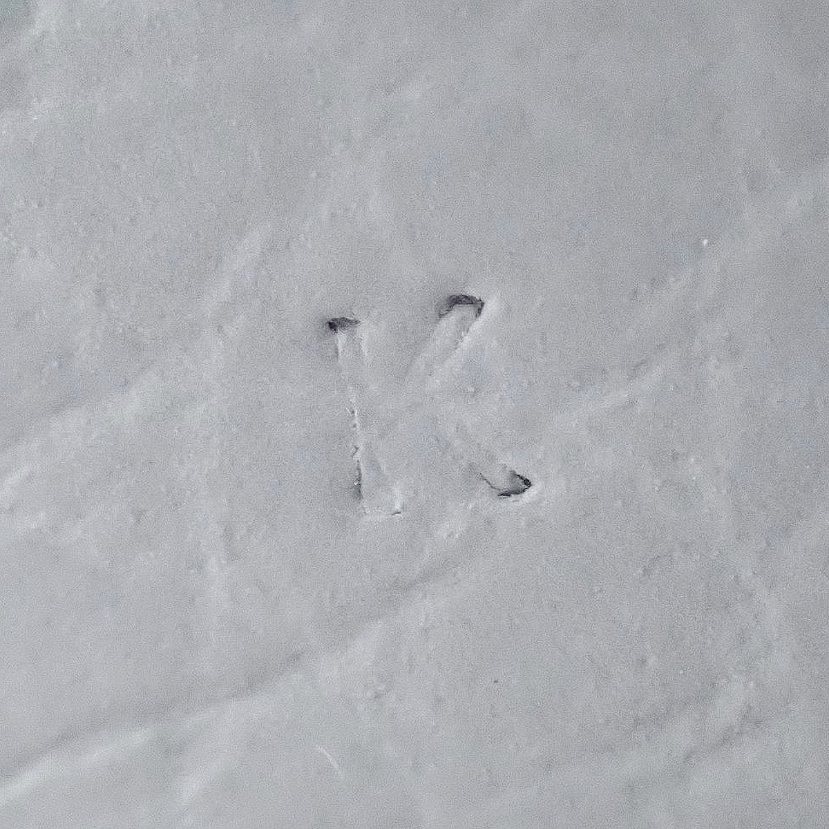 Picotin Lock PM, Taurillon Clemence, Palladium Hardware, Gris Perle, Silver Hardware, K stamp